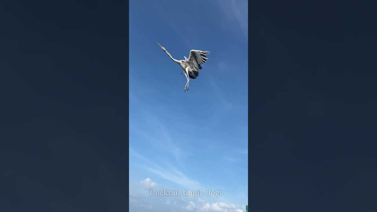 Beautiful grey heron flying the reef side of Maldives | slow motion @ iPhone 13 pro max #shorts