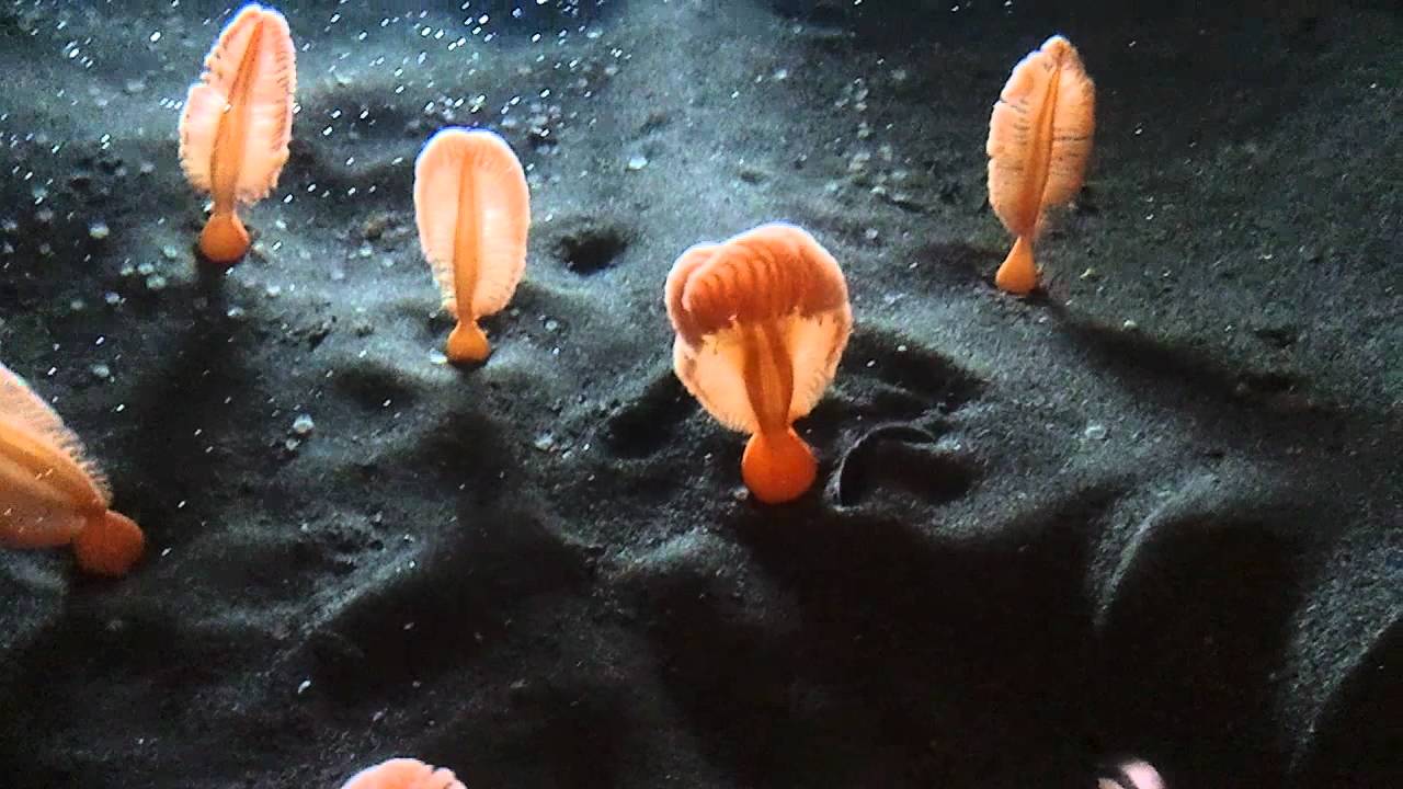 Sea Pens