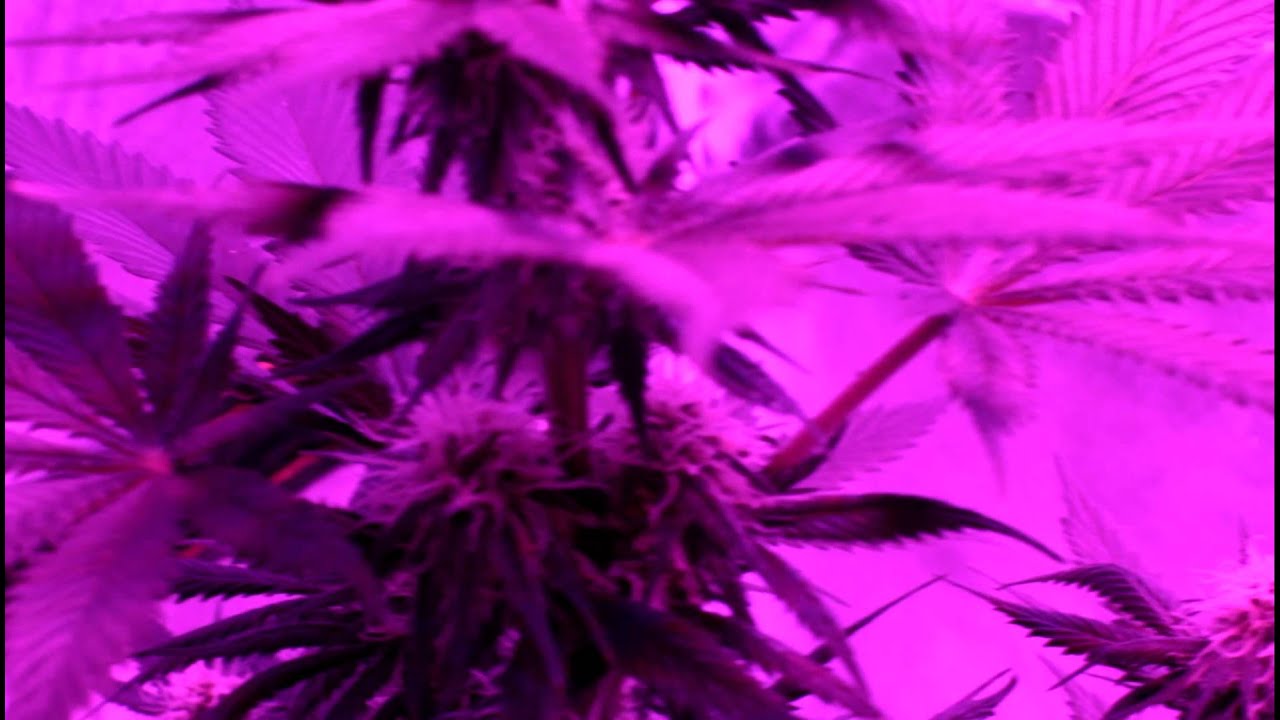 Blackstar 500w LED Grow - Power Africa * Day 29 Flower
