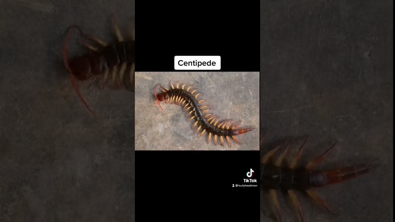 Modern animals that used to be giants😳 | (TikTok Compilation) #shorts