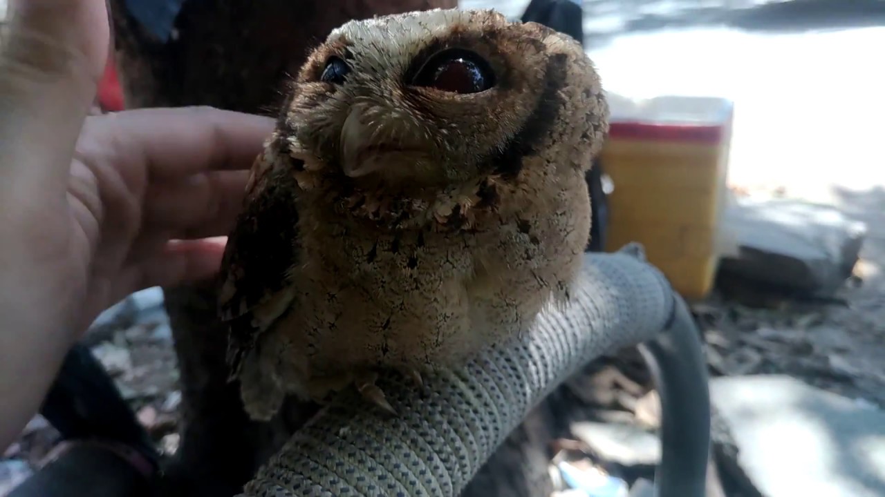 Collared scops-owl or Eastern screech owl