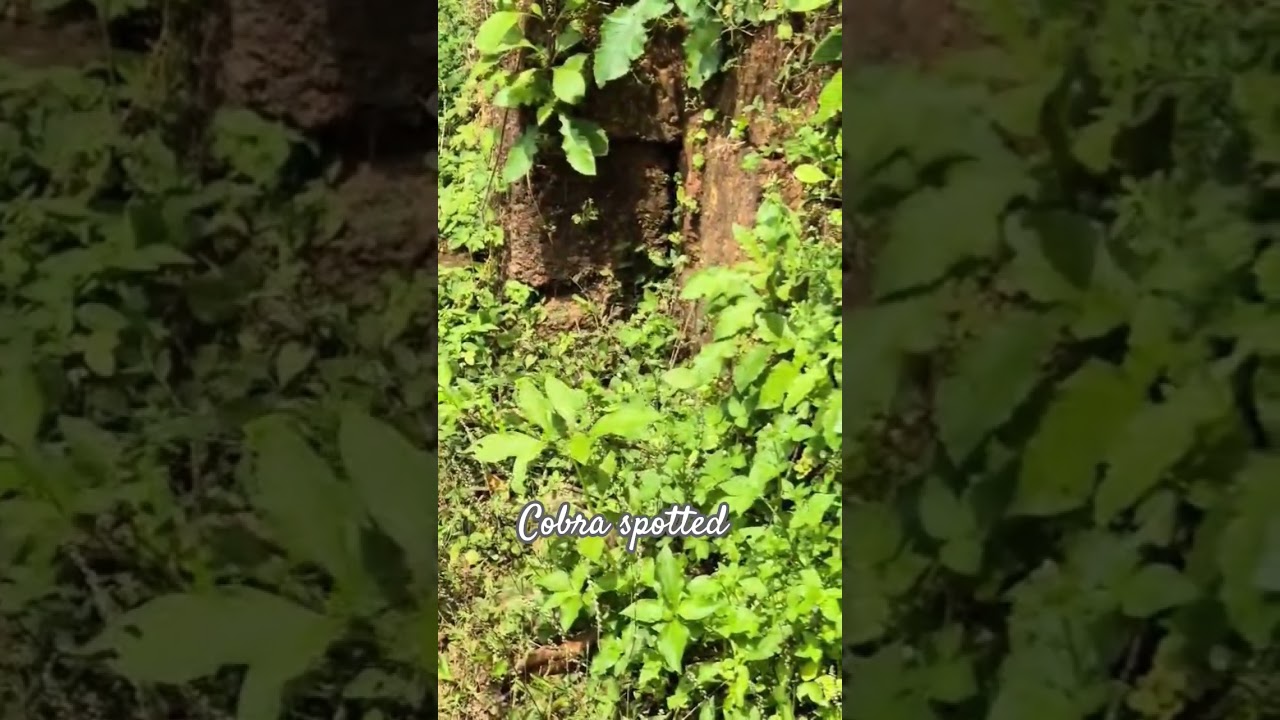 Big cobra spotted #reptiles #snake #cobra #moorkhan #venomous