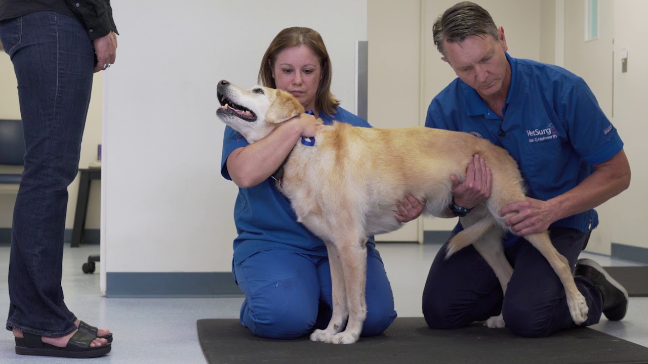 VetSurg Neuropathic Examination