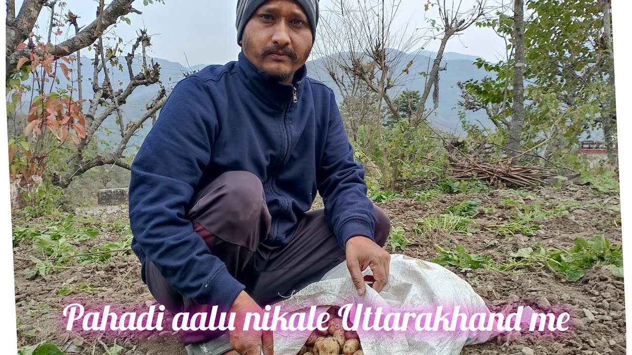 पहाड़ी मामू ने पहाड़ी आलू निकाले 