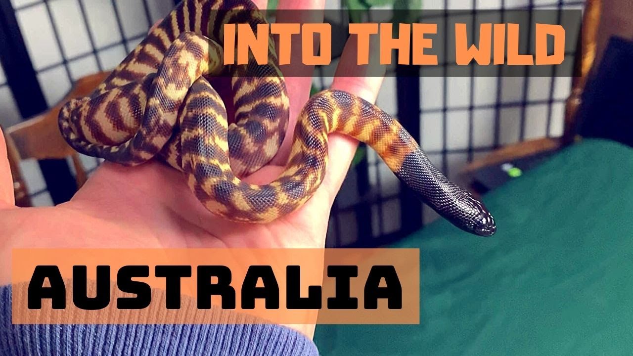 Into The Wild | Our Australian Reptiles Pt. 1 (Bearded Dragons & Pythons)