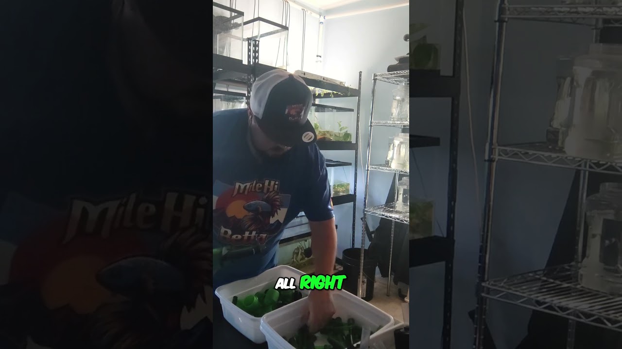 Transform Your Vaping Experience: Easy and Affordable Filter Upgrade Tutorial