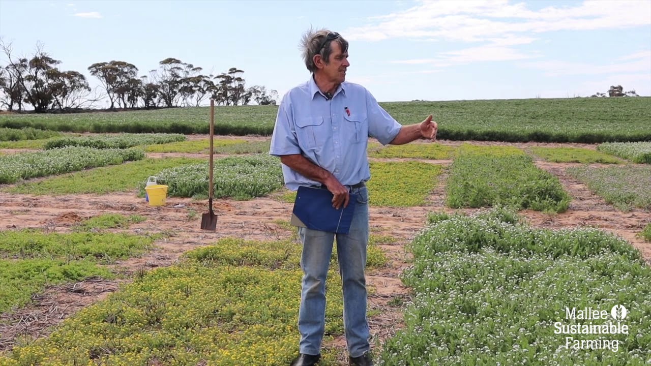 LOCKDOWN LOWDOWN: Dryland Legume Pasture Systems