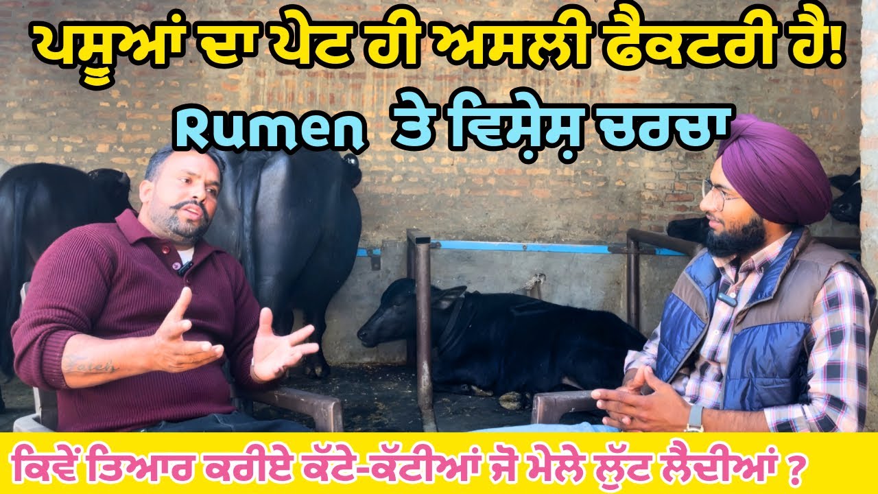 ਕੱਟਰੂਆਂ ਦੀ ਸਾਂਭ ਸੰਭਾਲ||ਮੱਝਾਂ ਦੇ ਰਿਊਮਨ ਅਤੇ ਲੀਵਰ ਤੇ ਚਰਚਾ||ਥਣਾਂ ਵਿੱਚ ਹੋਣ ਵਾਲੀਆਂ ਸਮੱਸਿਆਵਾਂ||