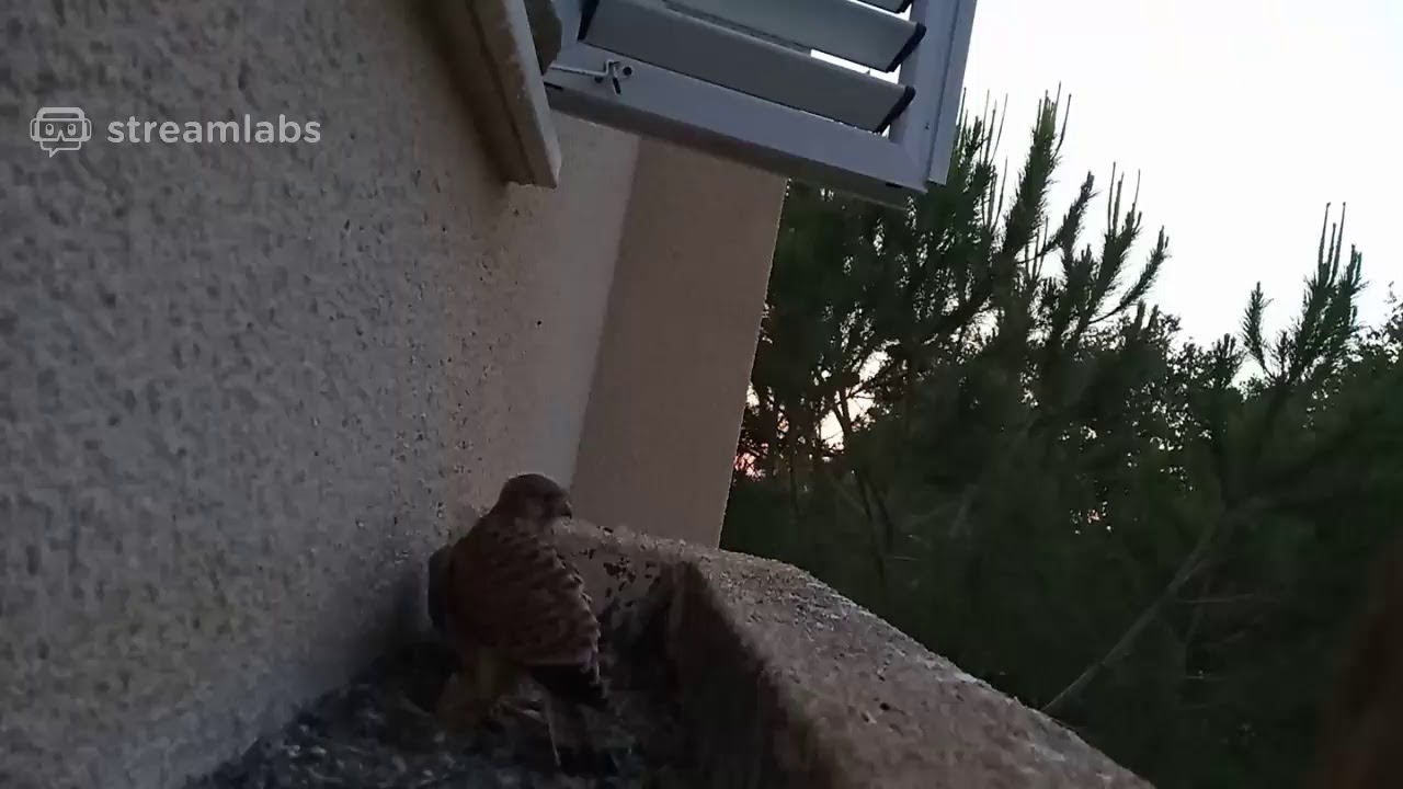 Common Kestrel nest | Гнездо сокола пустельги
