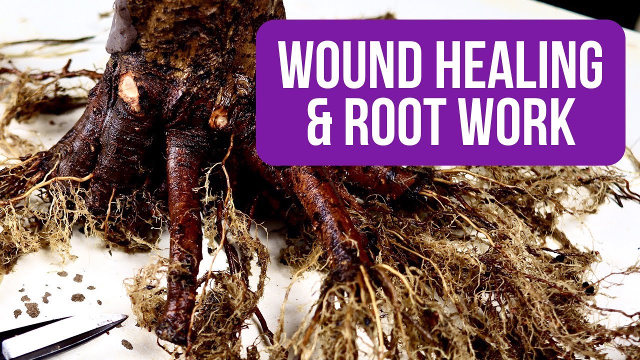 Wound Healing & Root Work Nursery Stock Bonsai Field Maple