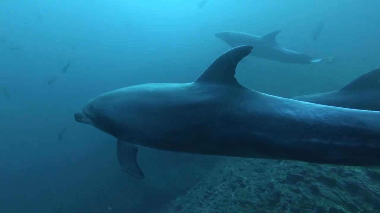 Socorro Island, Mexico. Encounter with Dolphins and a Manta! WOW