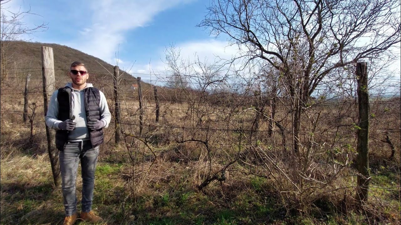 Öreg szőlőtőkék metszése, felújítása, szálvessző kialakítása, tőke leváltása