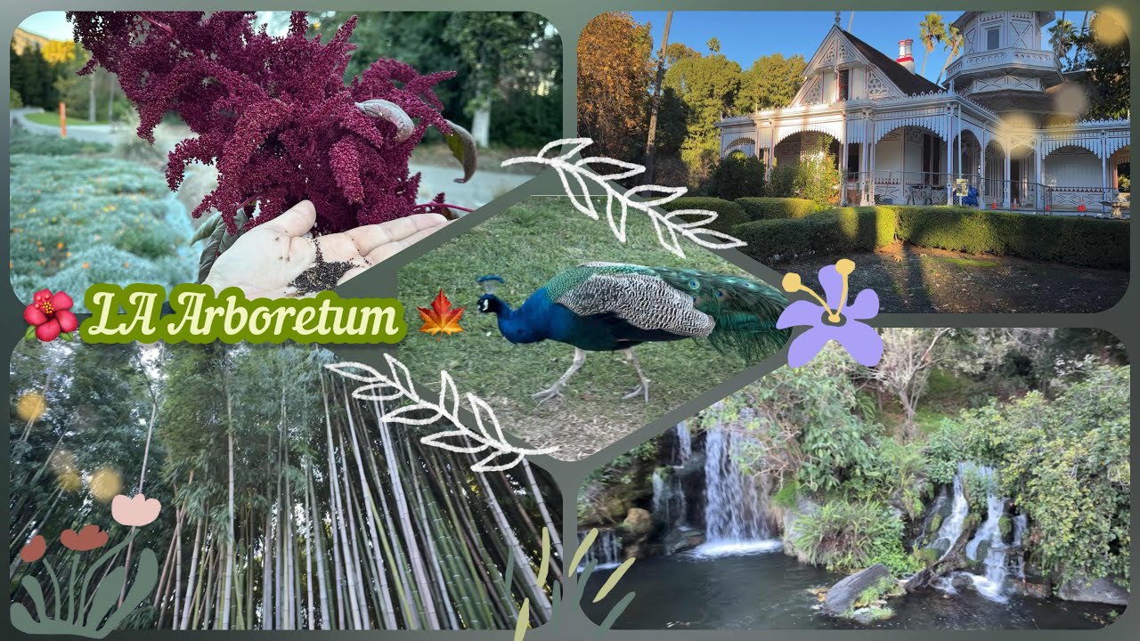 A casual walkabout at the LA Arboretum. [Arcadia, California] 🌿🪷 | Easy Life with Aro