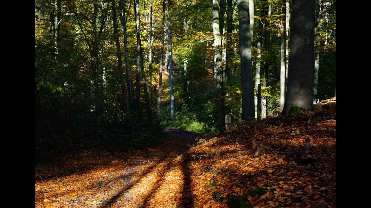 Bois de Lauzelle à Louvain-la-Neuve, LLN, Central Belgium, 2020 Automne, VP, by @HabariSalam +