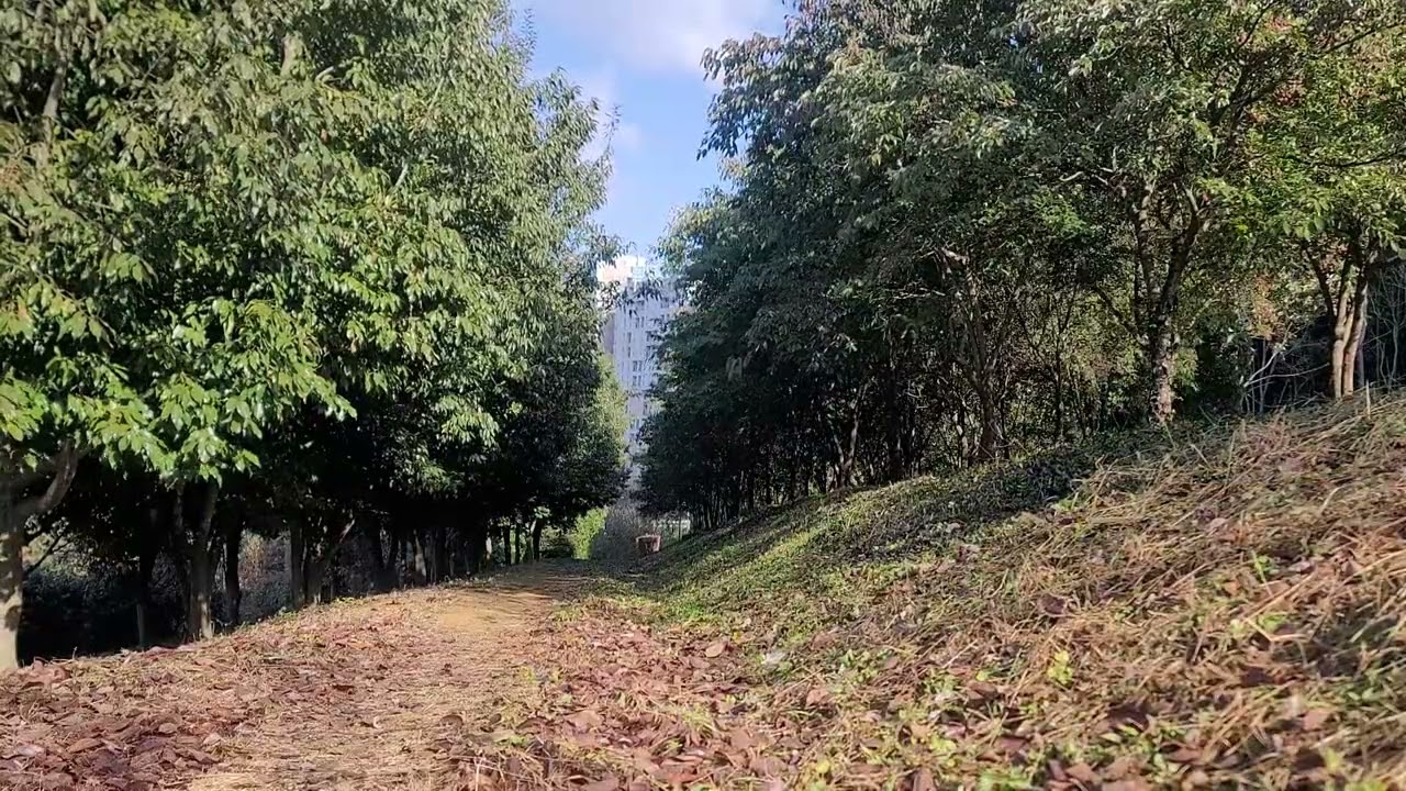 Forest Road Jinju Relax View, Healing View, ASMR, Wind Sound