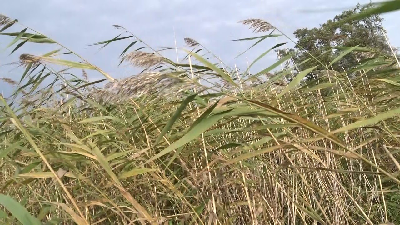 Phragmites australis (Cav.) Trin. ex Steud. čes. r&aacute;kos obecn&yacute;