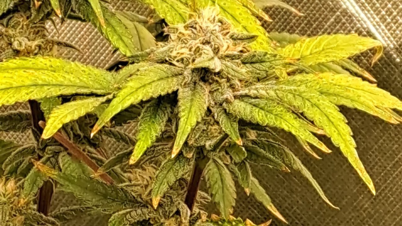 indoor cannabis grow in Missouri. highlight Greenpoint Seeds