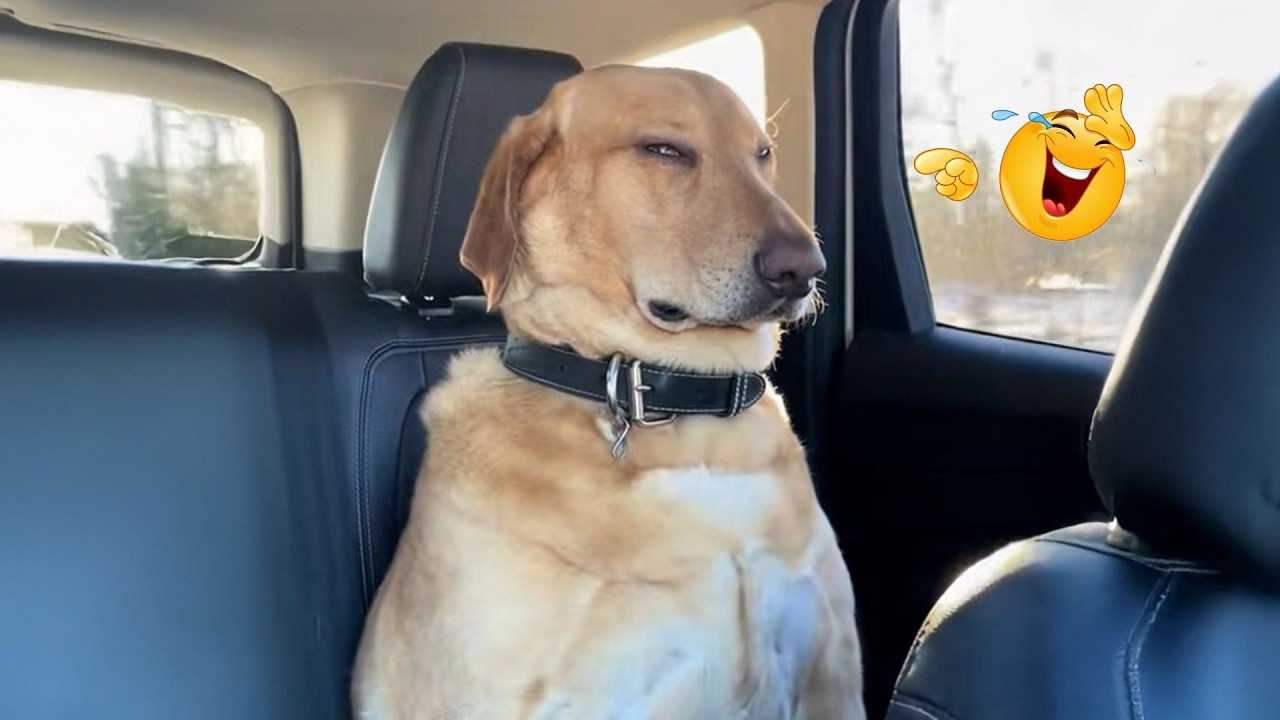 You Can’t Stop Laughing At These Dogs 🤣 FUNNIEST DOGS Video 2026