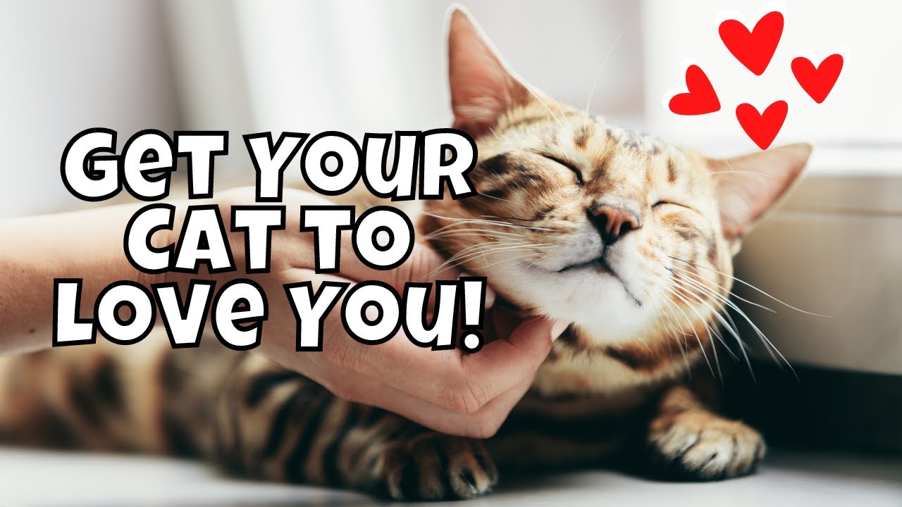 10 Scientifically Proven Ways to Get a Cat to Love You