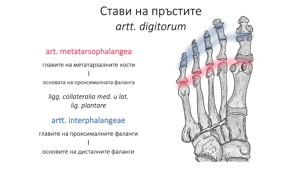 Свързвания на ходилото (3:19) ┃teoriyata.com