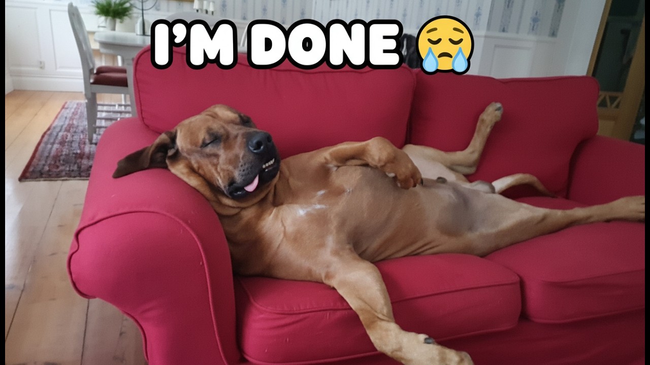 Dogs Passing Out Everywhere Compilation 😆 They Don't Even Care