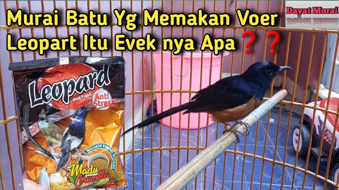 Murai Batu Yg Memakan Voer Leopart itu Evek nya Apa dan Bagaimana Setinganya❓️
