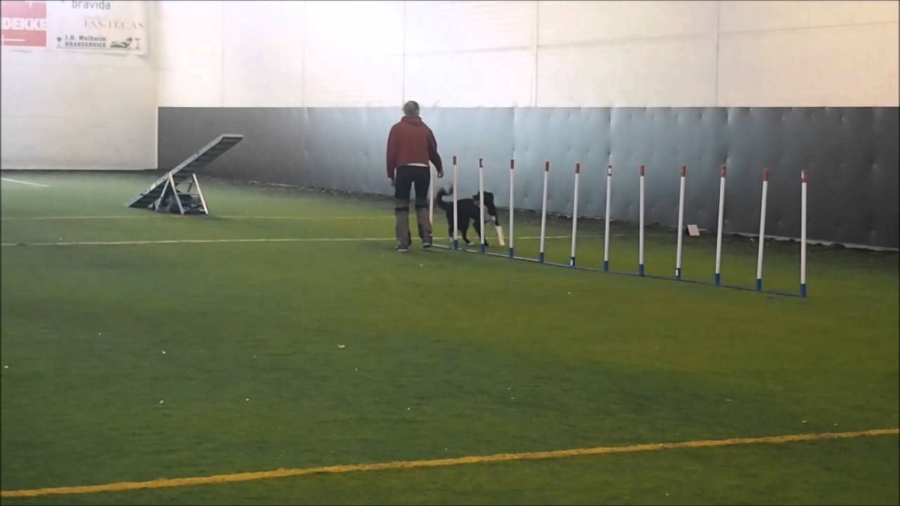 Bronsemerket, agility