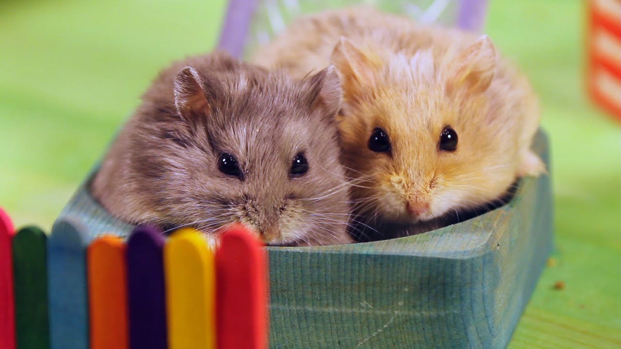 Two Hamsters in a Tiny Playground