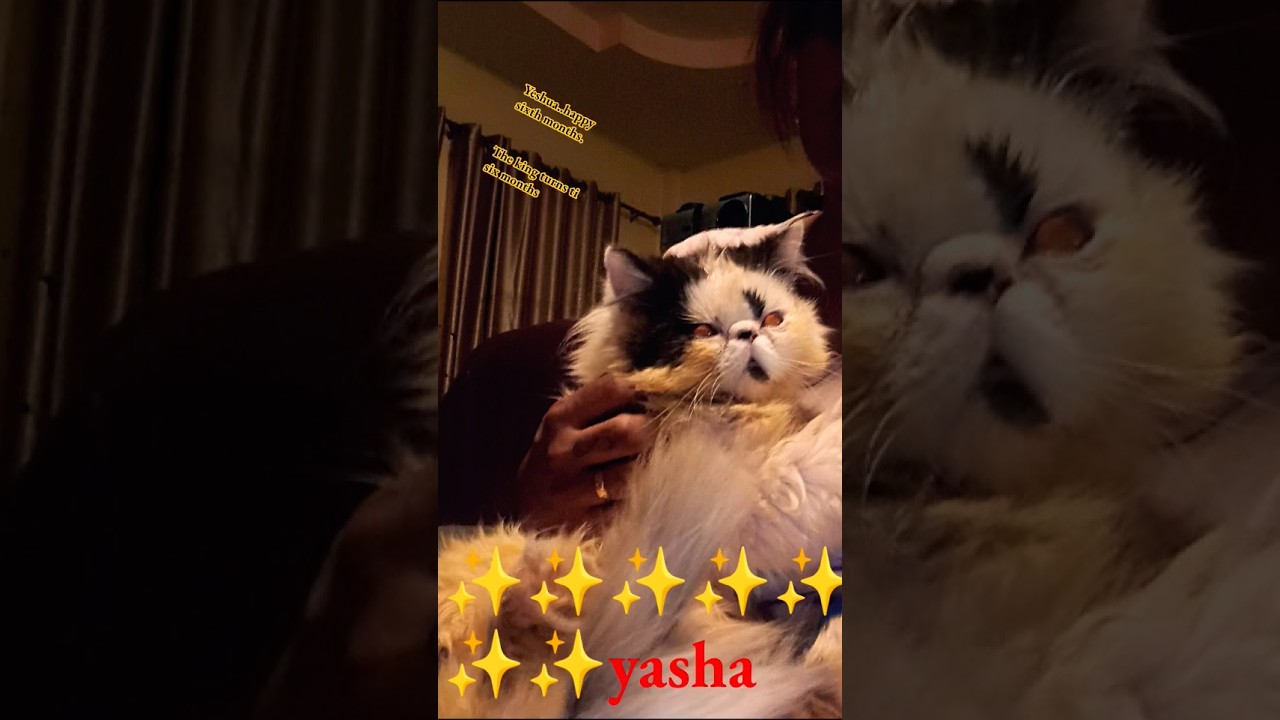 царь Иешуа Особенный день в королевском королевстве ПУЧИ так много перемен 👑