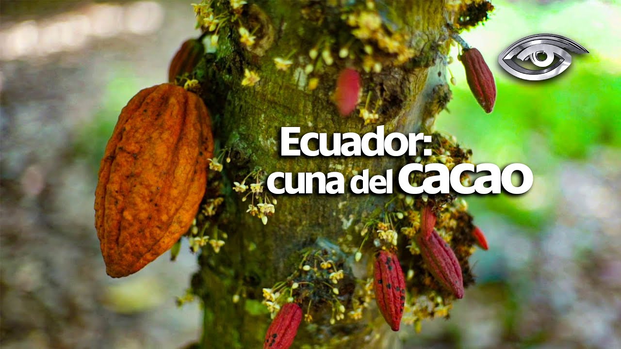 Ecuador: cuna del cacao - Día a Día - Teleamazonas
