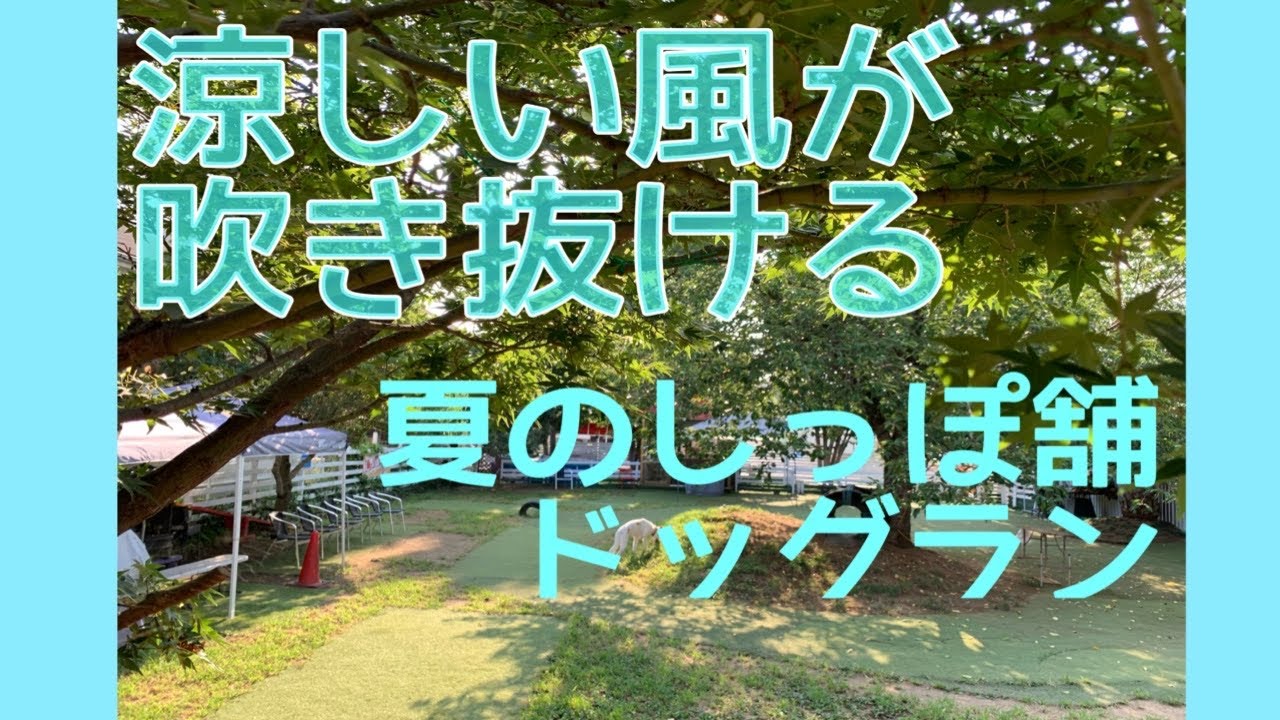涼しい風と木陰で過ごそう！夏のしっぽ舗ドッグラン