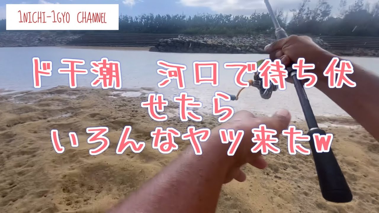 『1日1魚チャンネル』ド干潮から河口で待ち伏せしたらたくさん入ってきた！#沖縄ルアー釣り #沖縄ライトゲーム #ルアーフィッシング #ライトゲーム #釣り #沖縄