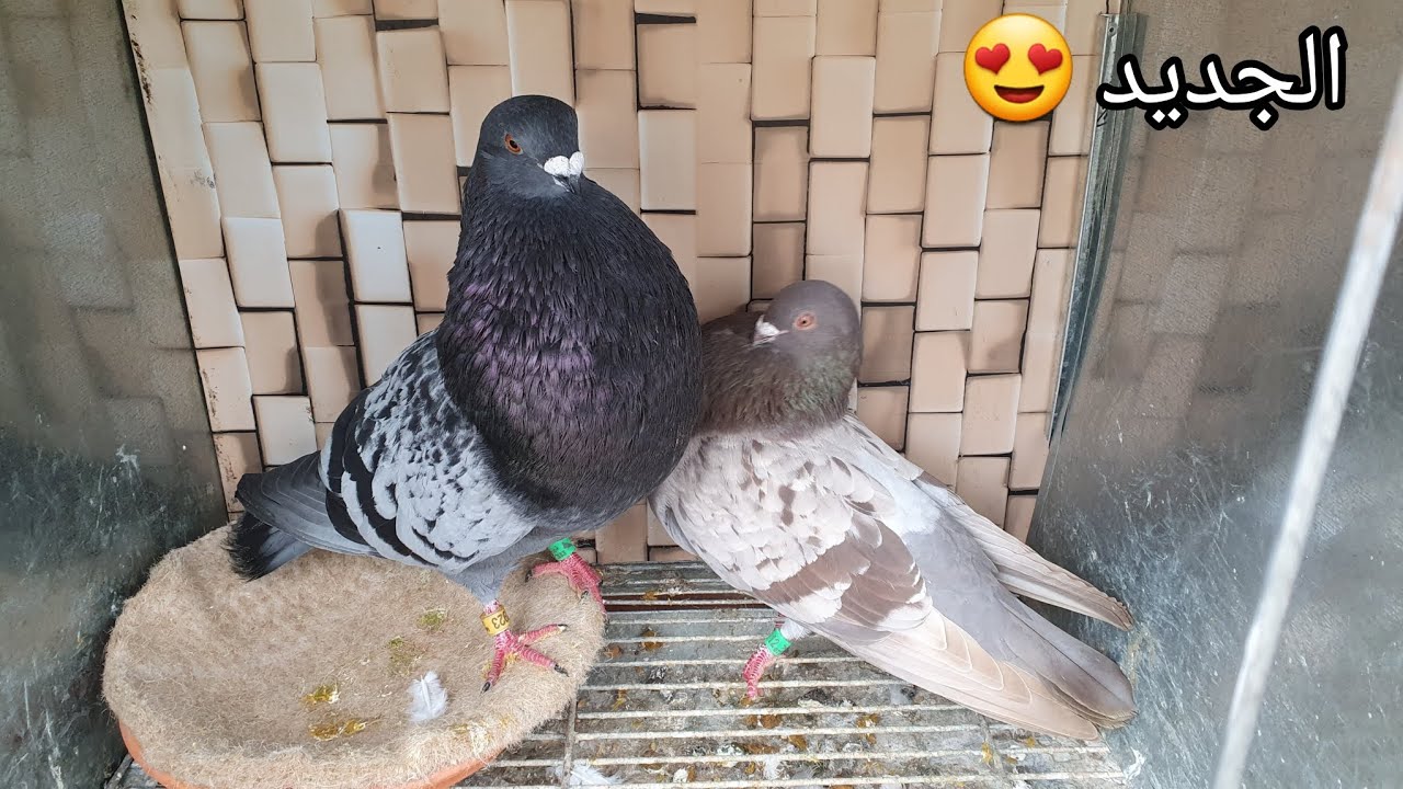 جبت ليكوم حمام مليح 💯 السيفيانوس مع دكر الرافينيو 😍