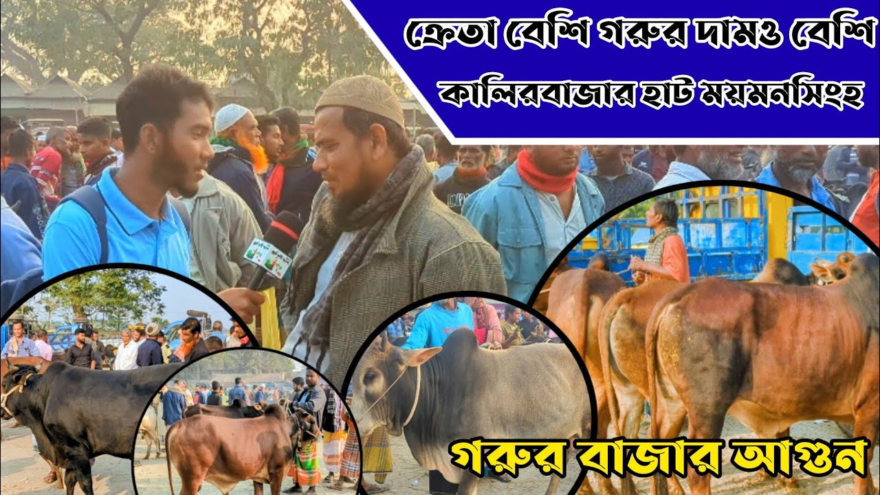 কোরবানি উপযোগী গরু কম ক্রেতা বেশি গরুর বাজার গরম গরুর দাম মোটামোটি বেশি
