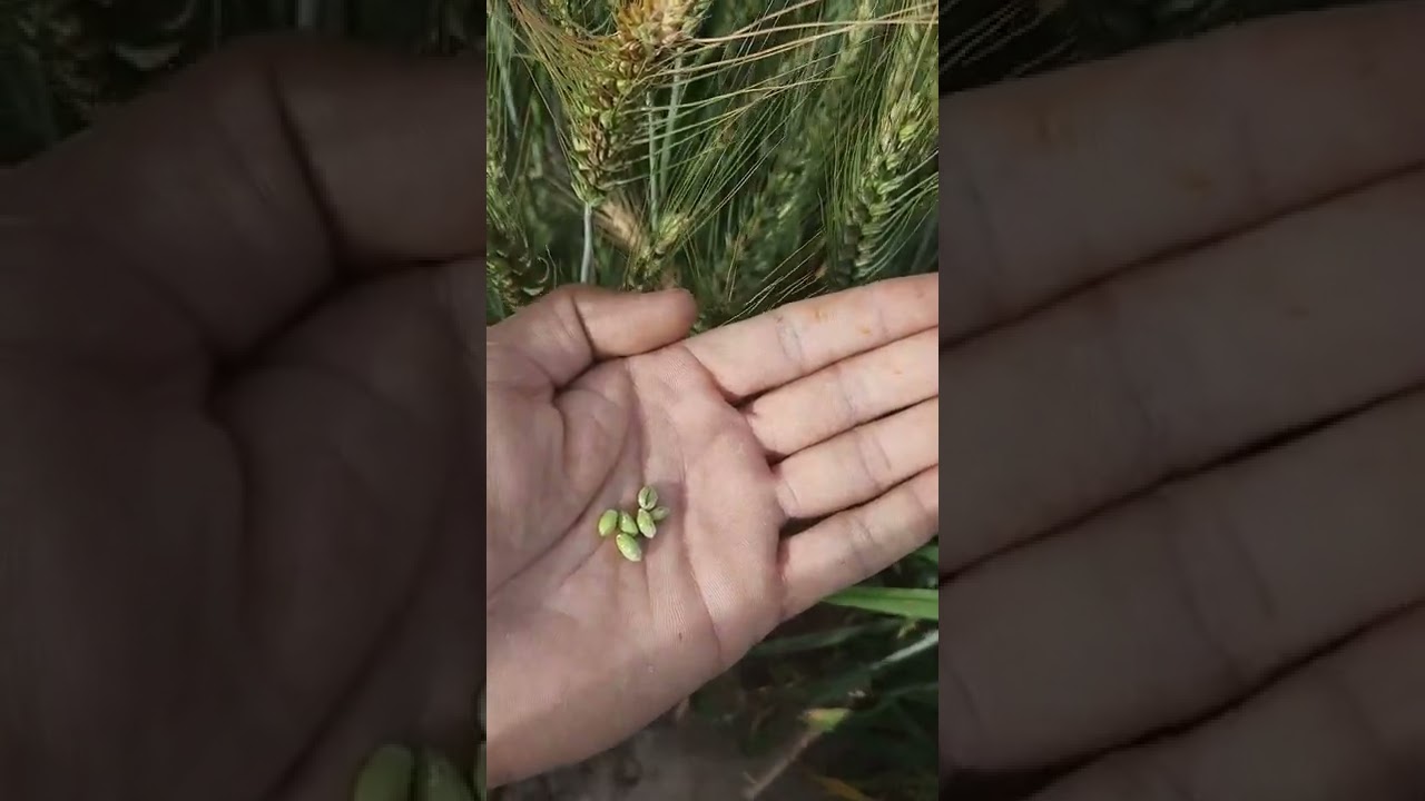 Nishan e bhakkar || the best new wheat variety of AZRI Bhakkar || terminal heat stress tolerant.