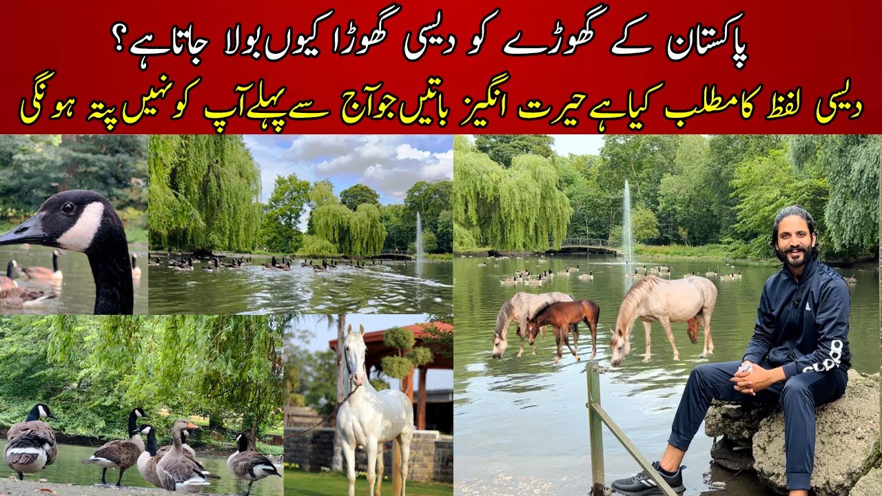 The History of Desi horse Pakistan | Hidden story behind the word Desi | Equestrian information EP#1