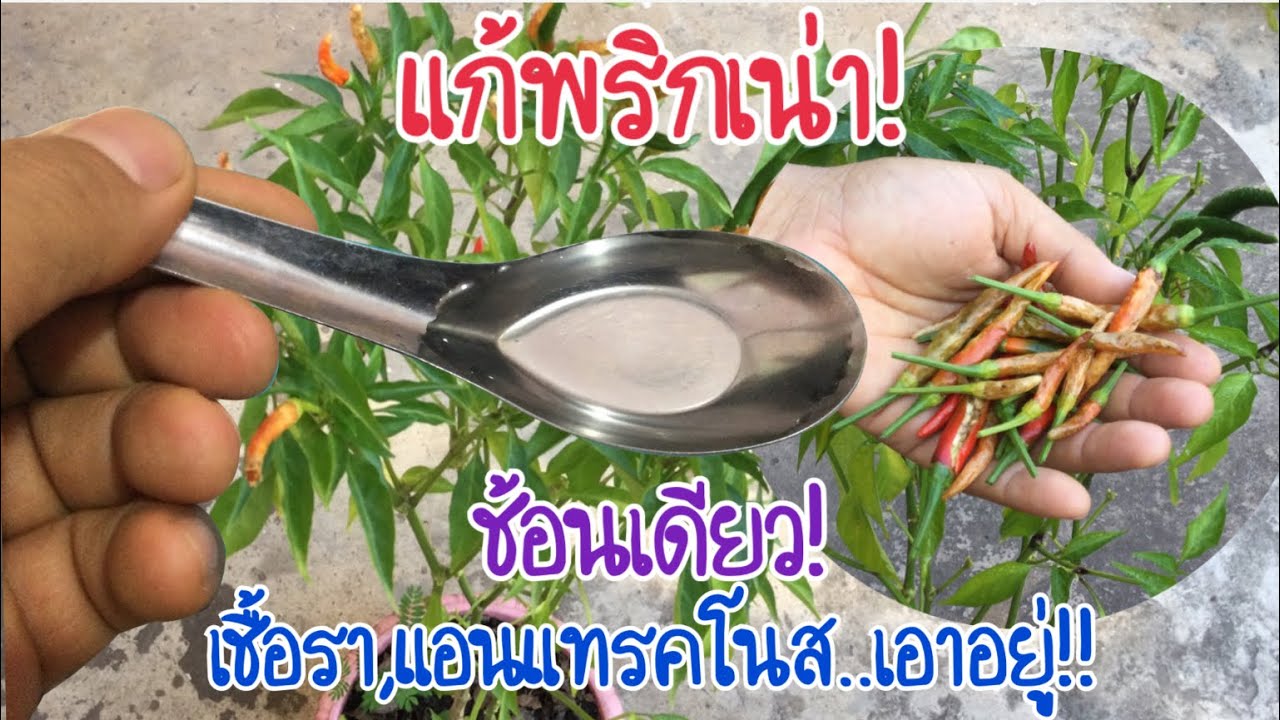 แค่ช้อนเดียว!! แก้พริกเน่าเป็นกุ้งแห้ง เชื้อรา ได้อย่างเด็ดขาด เห็นผลจริง!