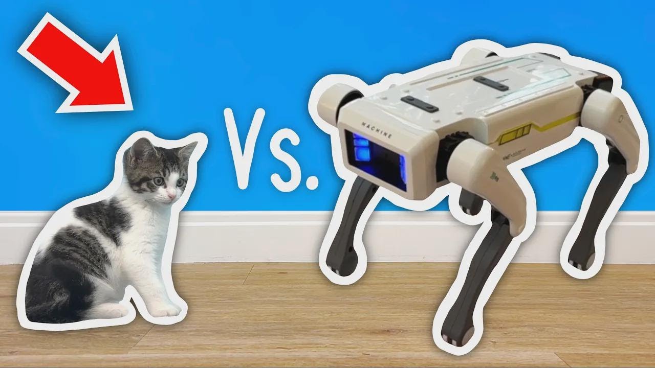 gatinho vs. robôs!
