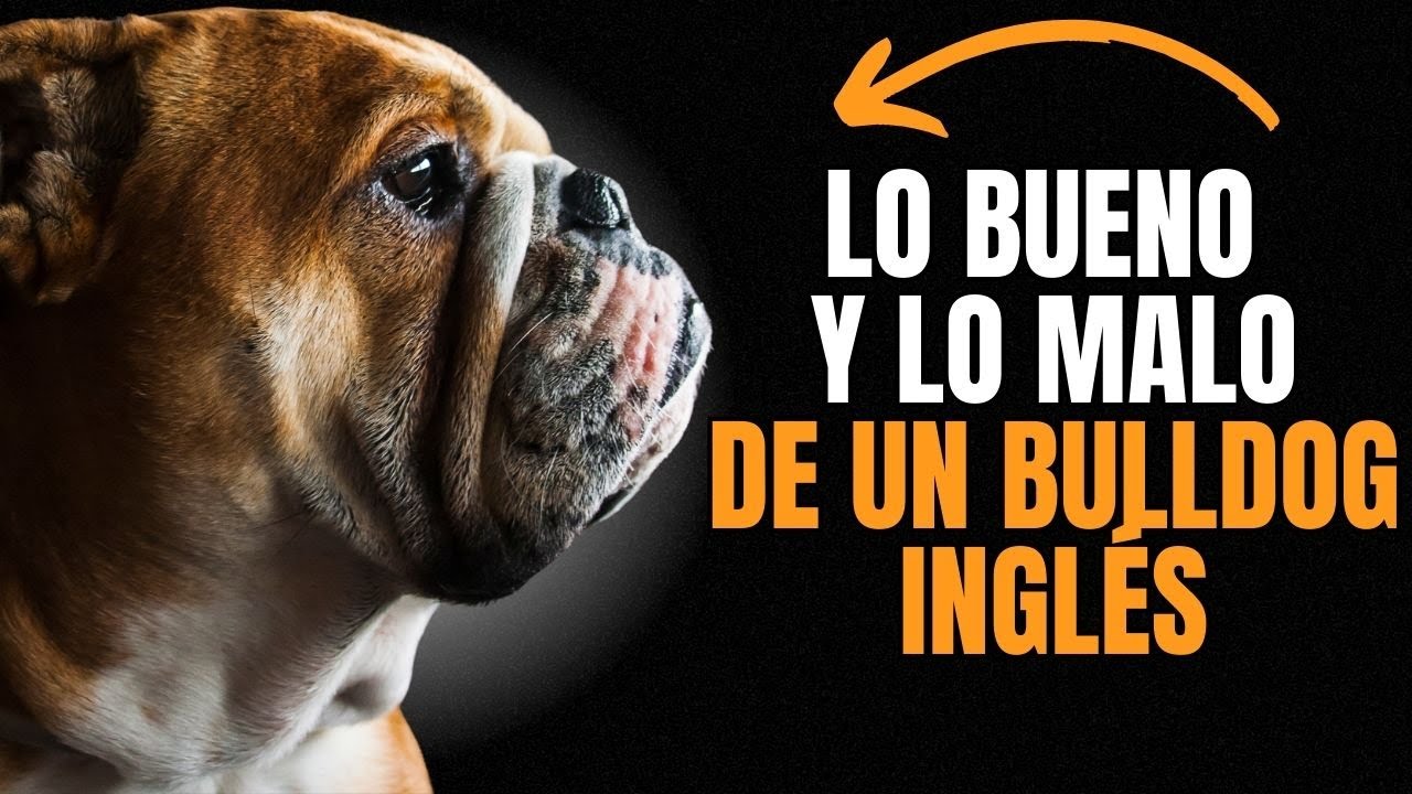 VENTAJAS  y DESVENTAJAS  DE  TENER UNO.