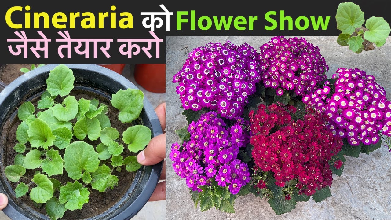 Cineraria से गुच्छों में फ़ूल चाहिये तो देखें कैसे लगाना चाहिये || Grow Cineraria Flower From Seeds