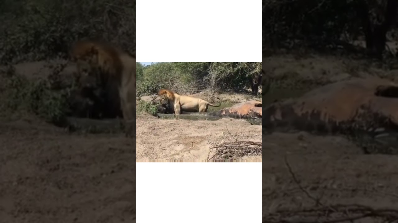 The Strength of a lion 🤯