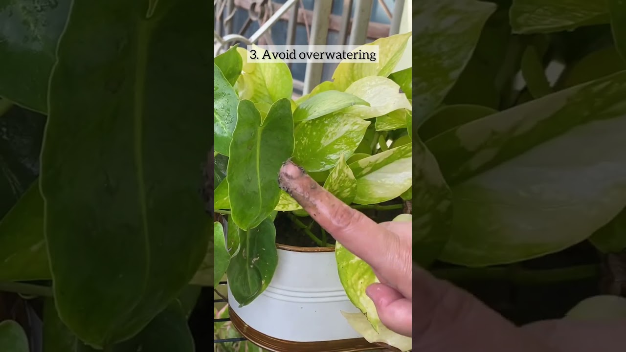 Important tips for winter gardening.