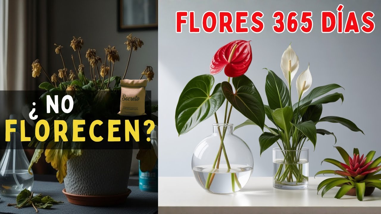3 Plantas que FLORECEN 365 Días (¡CERO ESFUERZO!) | El Abono 