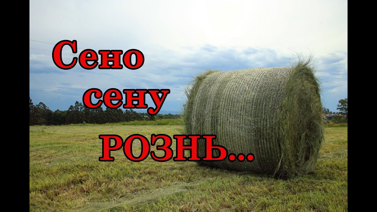 Облапошили с сеном/Сколько сена нужно для одной овцы на зиму/Диванный кроликовод