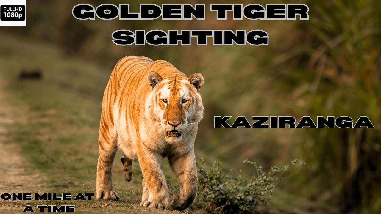 GOLDEN TIGER SIGHTING IN KAZIRANGA NATIONAL PARK | EP 2 | KAZIRANGA TIGER SIGHTING #tiger