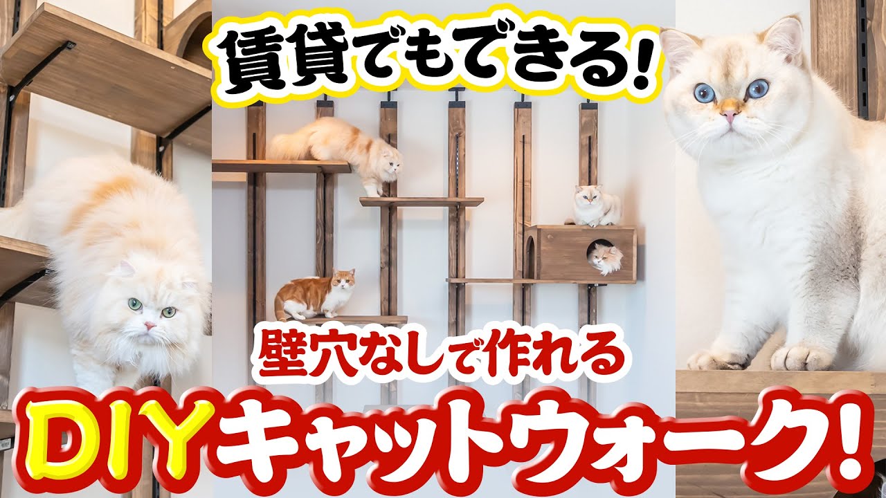 【賃貸DIY】自作キャットウォークの作り方を紹介！材料と費用公開（音声解説あり）