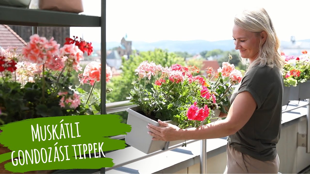 Muskátli gondozás | Ültetési tippek | Útmutató a balkonnövények gondozásához