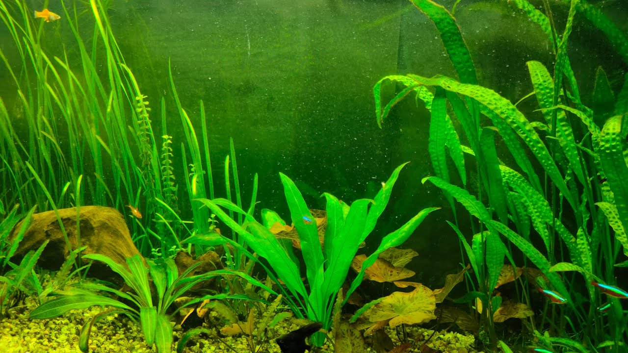 MOLINEZJA to lek na glony! Czy warto czyścić dokładnie szyby akwarium?