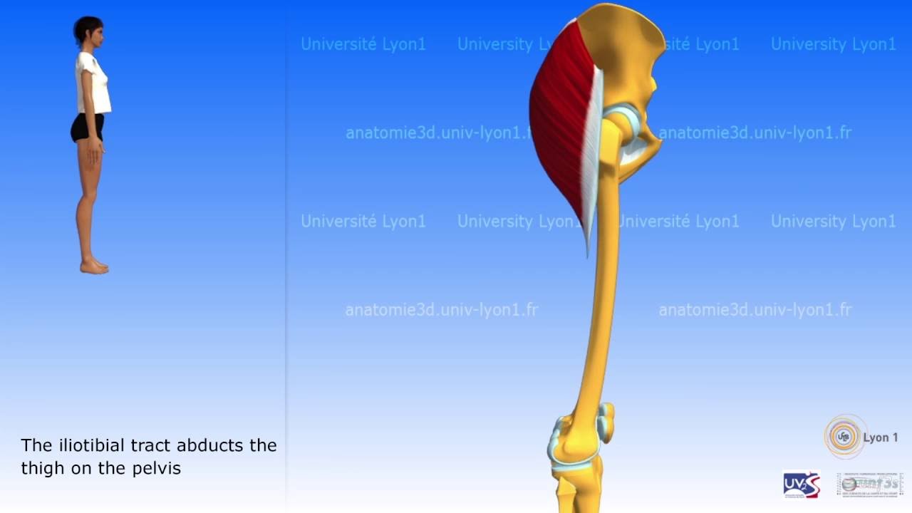 Gluteus maximus, tensor fascia lata, iliotibial tract