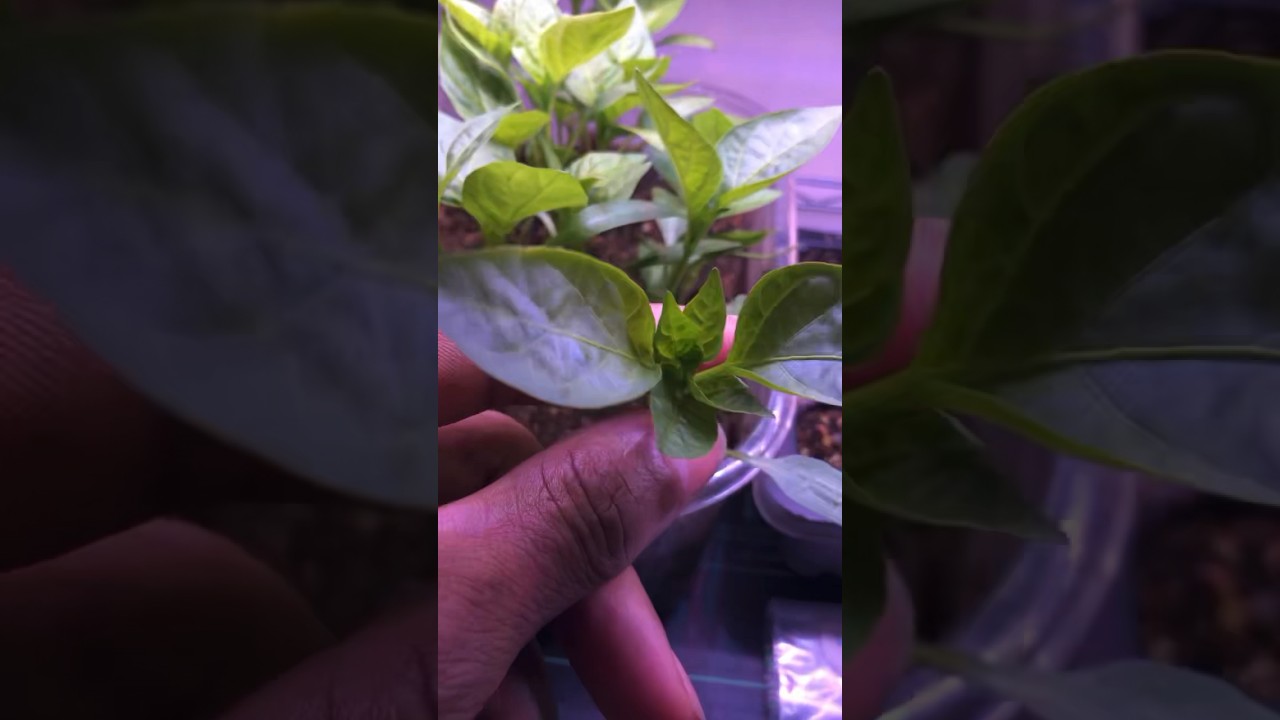 Germinate Pepper Seeds within hours #garden #gardening